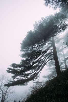 Huangshan Tree by Jens