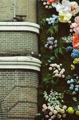 Wall Vs. Flower by Jens