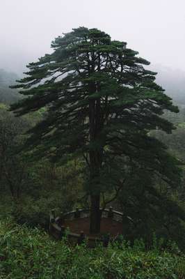Tree by Jens