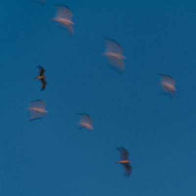 Flying by Jens