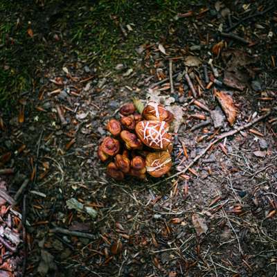 Macro